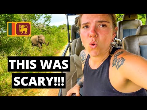 Udawalawe Elephant Safari Video