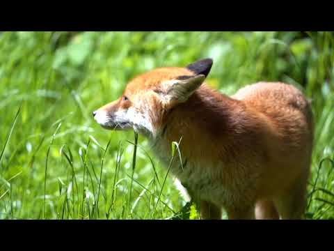 Kurzsteckbrief Rotfuchs