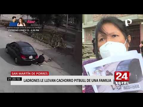 Los Olivos: mujer denuncia que sujeto robó su perro pitbull