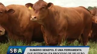 Miniatura do vídeo