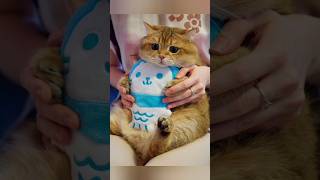 Funny animals 2023😆 - Funniest Cats and Dogs Video🐕🐈338 #shorts