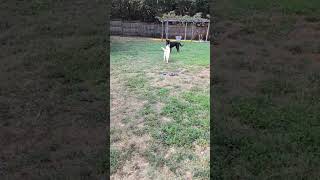 Video preview image #1 Huskies -Unknown Mix Puppy For Sale in White Bluff, TN, USA