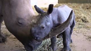 preview picture of video 'Terri, Bindi and Robert Irwin welcome new babies to Australia Zoo'