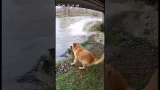 Golden Retriever Rescues Tabby Cat from Flash Flood
