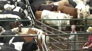 OLEX Sick Laming Cull Cows Loaded