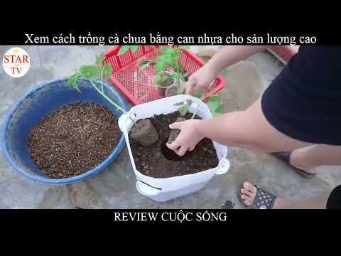 [REVIEW] Xem cách trồng cà chua bằng can nhựa cho sản lượng cao