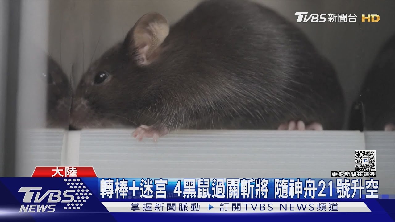 大陸首派哺乳類上太空!黑鼠苦練「抗暈能力」 揭生存奧秘