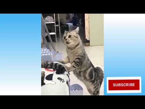 Funny Cat Videos #SHORTS