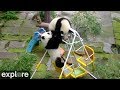 Pandorable! Funniest, cutest, epic panda compilation taken from our live cams.