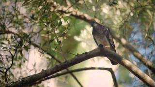 StoryoftheJews - Among Believers