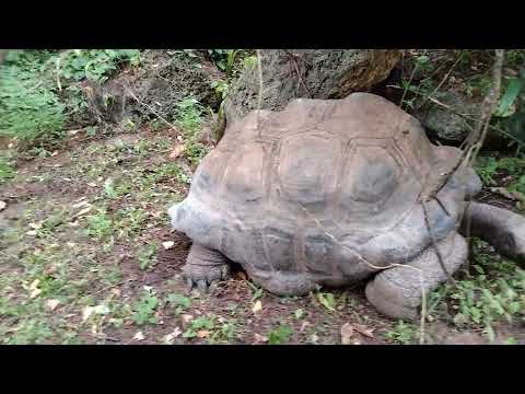 Mzee Kobe at Haller's park Mombasa
