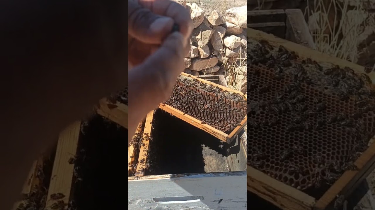 خلية رفضت الملكة لكن استخدمت حيلة بسيطة تم العمل بنجاح