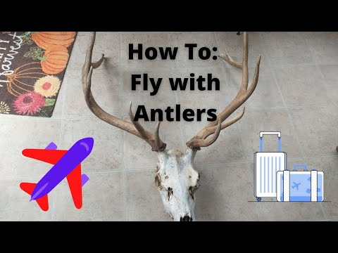 How To: Flying with Antlers