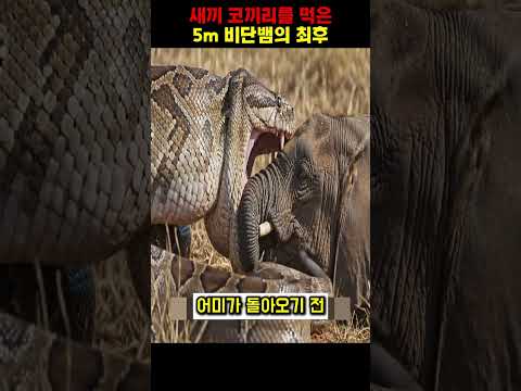 새끼 코끼리를 먹은 5m 비단뱀의 최후