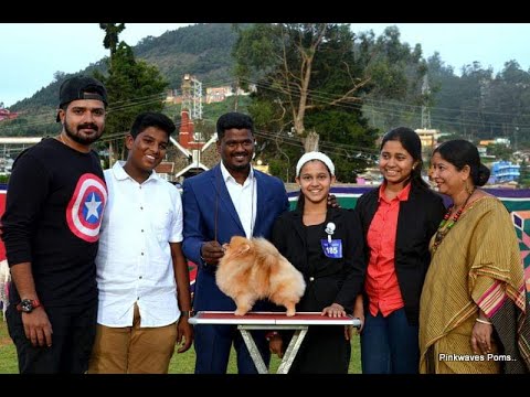 Youngest Lady Handler II Ashmita Datta II Tailwaggers