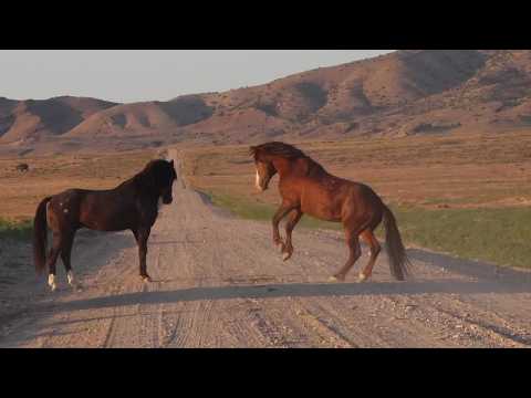 As drought strains Utah rangelands, concerns remain over ...