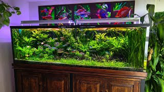El ACUARIO más GRANDE del Fish Room | Plantado fácil (4K)