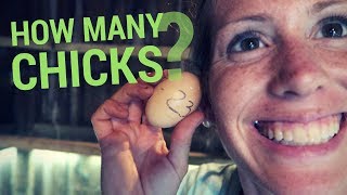 Chick Hatching Success?