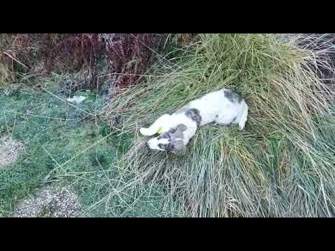 Eila auf Pflegestelle 10.01.2022 (6) - New Home for Strays e. V.