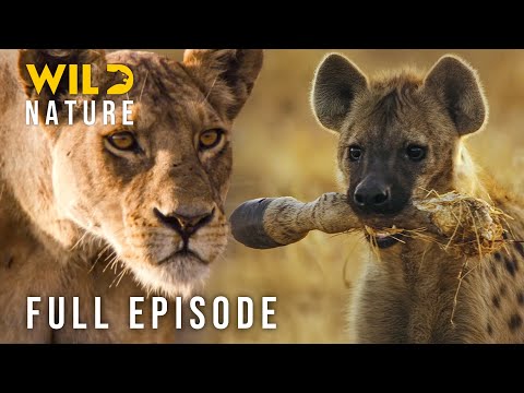 Animal Documentary: African Savannah – Battle for Supremacy (Full Episode)