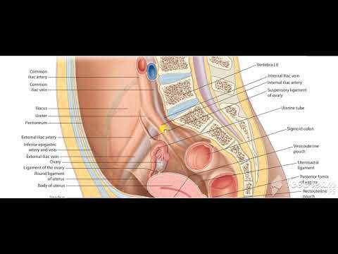 Urinary bladder base relations 7