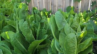 Vườn rau tháng năm#2025#garden#vegetables #