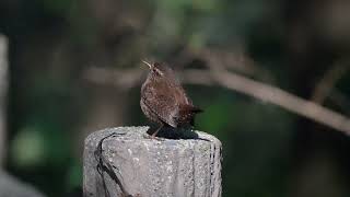 モスケミソサザイ