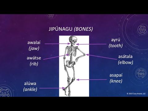 Let's Talk Taíno 97 - The Human Body (Part 3) 🩻