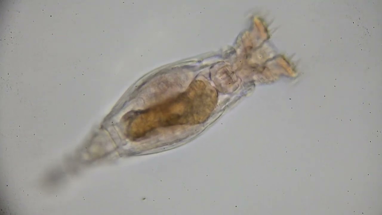 最強生物は誰だ！