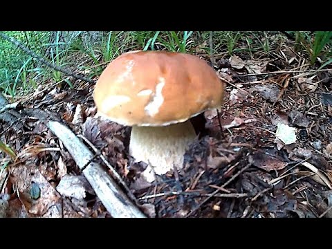 Красиві Білі Гриби сезон 2020 \ Beautiful White Mushrooms season 2020