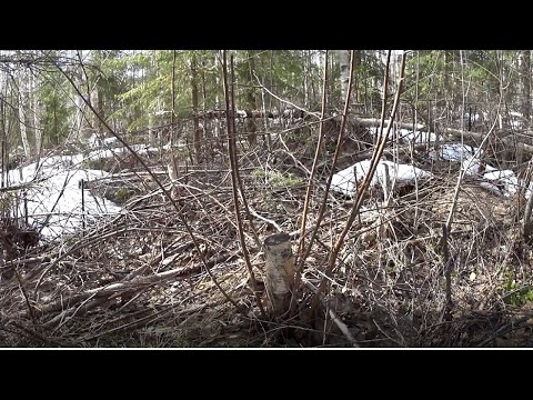 Metsolan Metsäkoulu 209 - Miten talvella raivattu alue vesoo