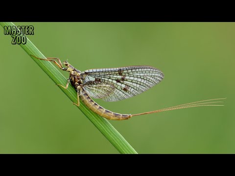 EFÍMERA: Vive solo 24 horas #efimera #insectos #bichos