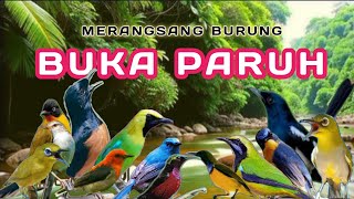 Download lagu TERAPI PAGI DAN MALAM HARI, TERAPI UNTUK SEMUA JENIS BURUNG, TERAPI SEMUA JENIS BURUNG KECIL mp3 Download lagu TERAPI PAGI DAN MALAM HARI, TERAPI UNTUK SEMUA JENIS BURUNG, TERAPI SEMUA JENIS BURUNG KECIL mp3