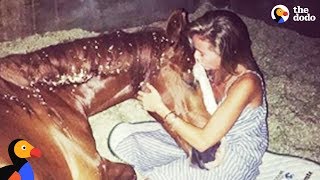 Horse Rescued From Hurricane Irma Helps People Feel Safe | The Dodo by The Dodo