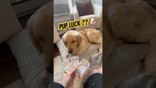 did my dog pick the right pack?? #pokemoncards