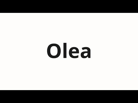 How to pronounce Olea