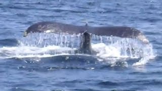 preview picture of video 'Whale Watching, Provincetown, Cape Cod'