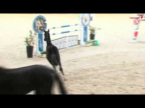 Goldberg Hengstfohlen ad Stpr.Scala-D erster Sohn Preisspitze Auktion in Riesenbeck(Versteigerung)