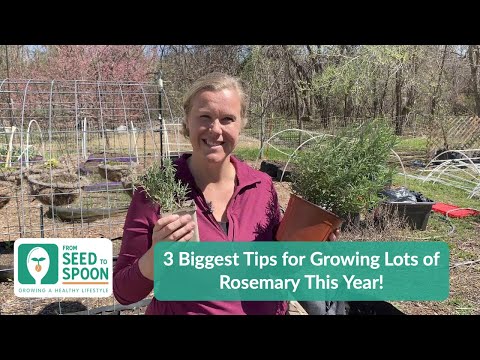 🌱 Our 3 Biggest Tips for Growing Lots of Rosemary This Year!