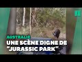 En Australie Un Casoar à Casque Poursuit Des Gardes Forestiers