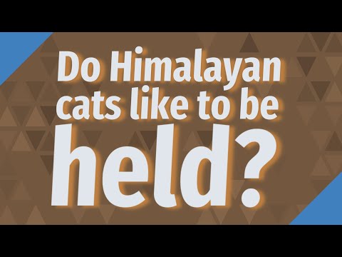 Do Himalayan cats like to be held?