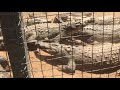 Crocodile Eating Crocodile Foot
