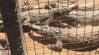 Crocodile eating Crocodile foot