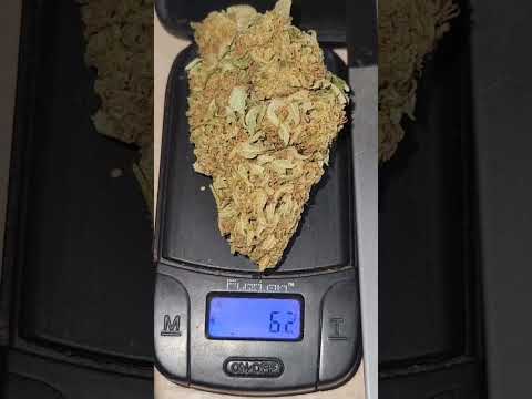 Lamb's Bread 95% Sativa - Bob Marley