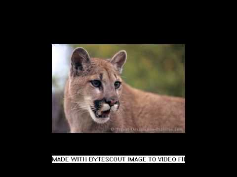 image-How old is the Cougar in the picture? 