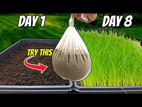 The FASTEST Way to Grow Grass Seed: Pregermination Secrets REVEALED!