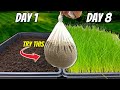 The FASTEST Way to Grow Grass Seed: Pregermination Secrets REVEALED!