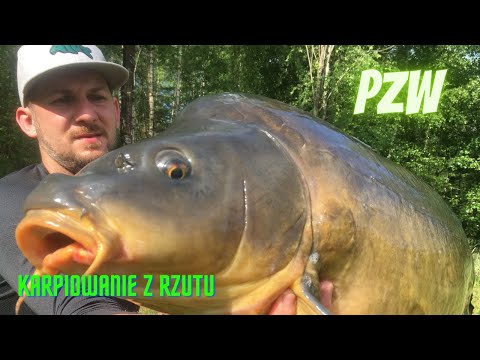 Karpie z rzutu PZW / Carp fishing / huge Carp / Carp / wild Carp