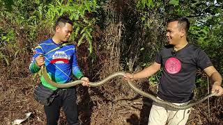 Download lagu TERJAH SARANG TEDUNG SELAR | 32 BIJI TELUR DI DALAM SARANG mp3