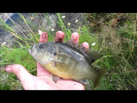 Slip Bobber Fishing at Spring Mill Pond – Video #2